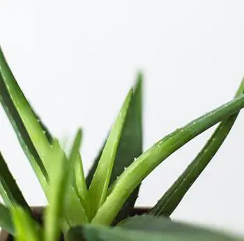 aloe vera can be included in skin care products