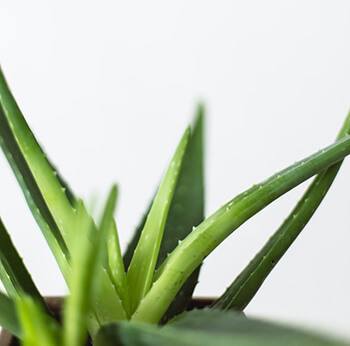 aloe vera can be included in skin care products