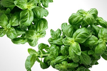 basil leaves can give instant relief from acidity