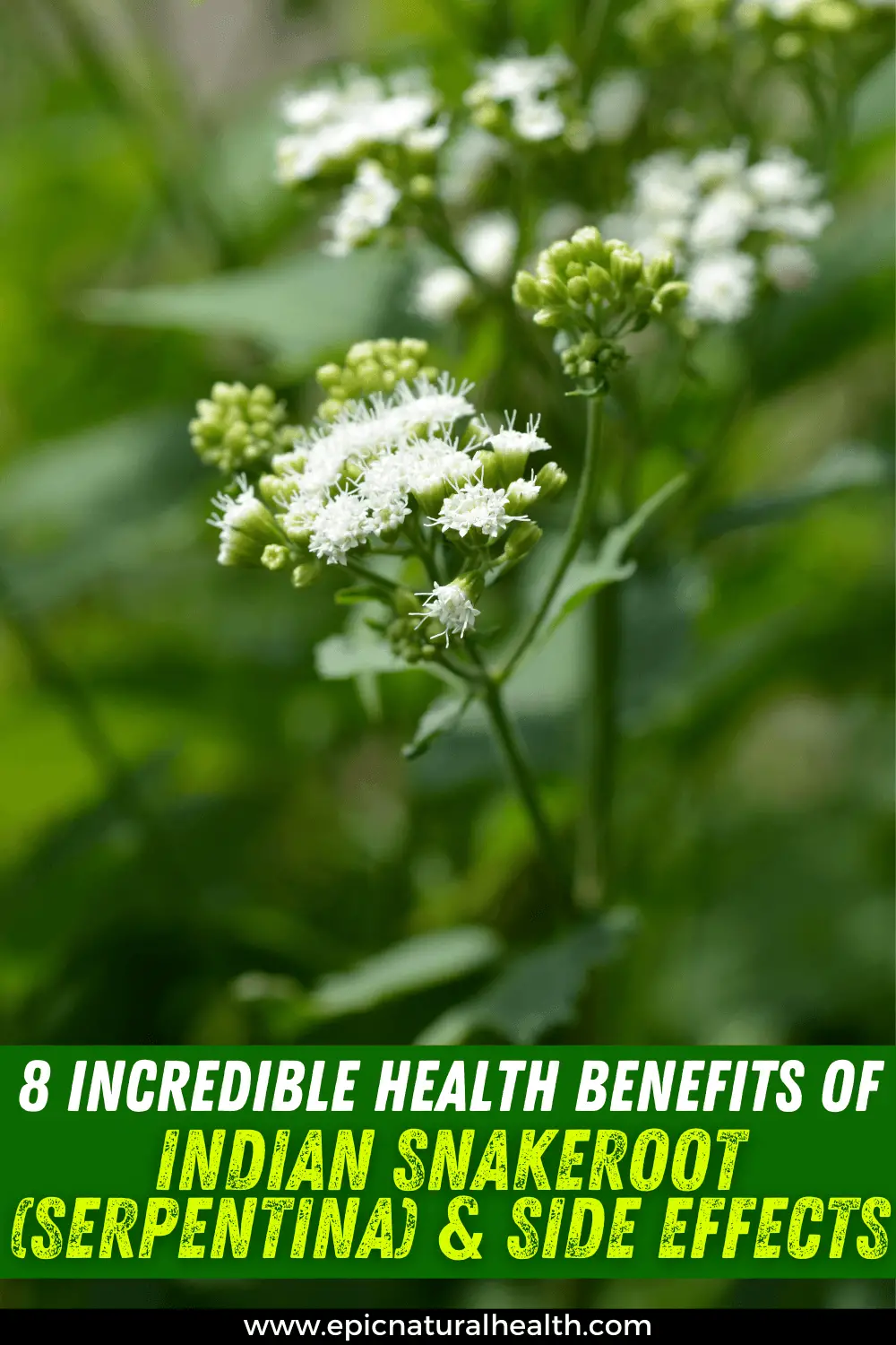health benefits of indian snakeroot and side effects
