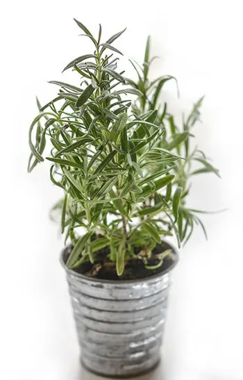 oils like rosemary can help reduce inflammation and treat the infection