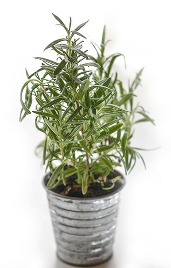 rosemary essential oil