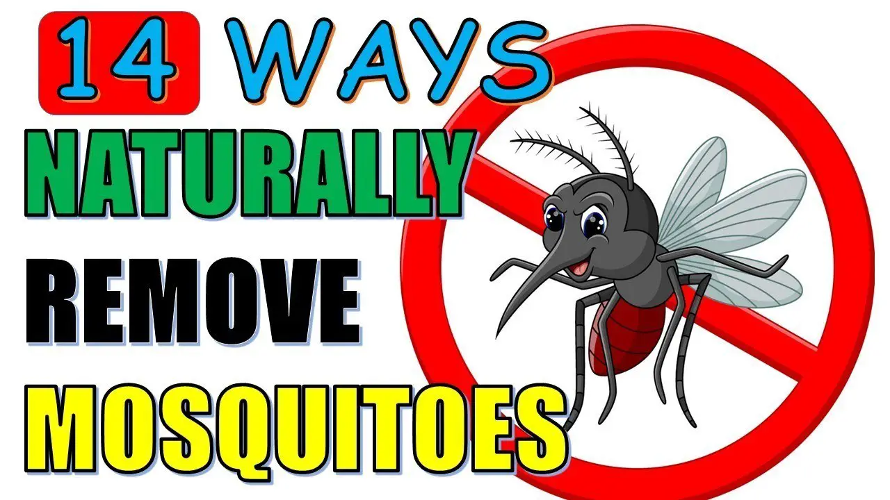 ways to naturally remove mosquitos