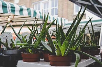 aloe vera has healing properties that can help treat white tongue