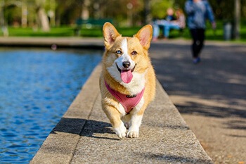 baking soda and water to make a dog deodorizer