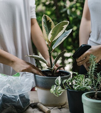 get rid of aphids in your garden