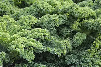 kale is rich in vitamin A, K, C