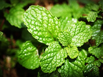 make disinfecting mouthwash using herbs and salt