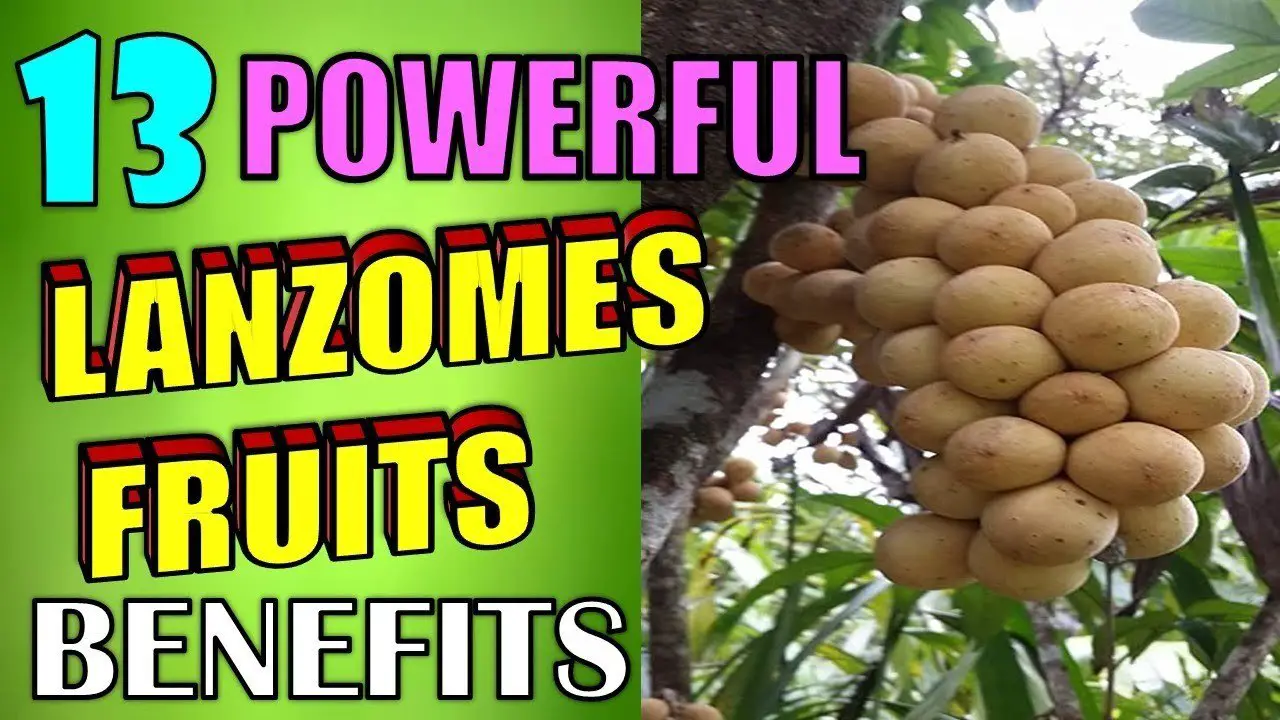 powerful lanzomes fruits benefits