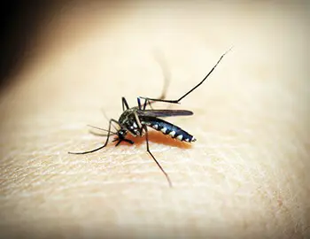 reduce the itch of bug bites