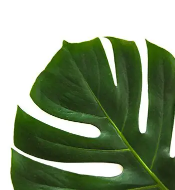 shine leaves using banana peel