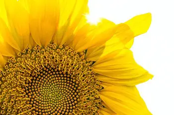 sunflower seeds are high in vitamin E