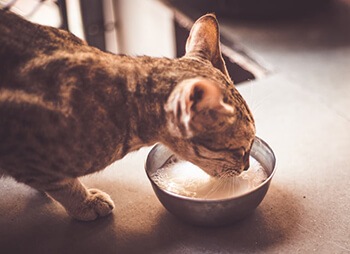 Keep Ants Away From Pet Food Bowls