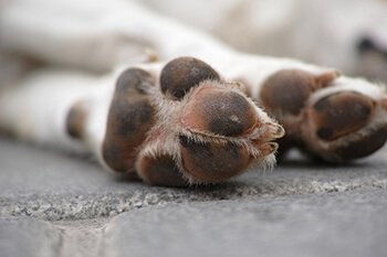 Protect your dog’s paws