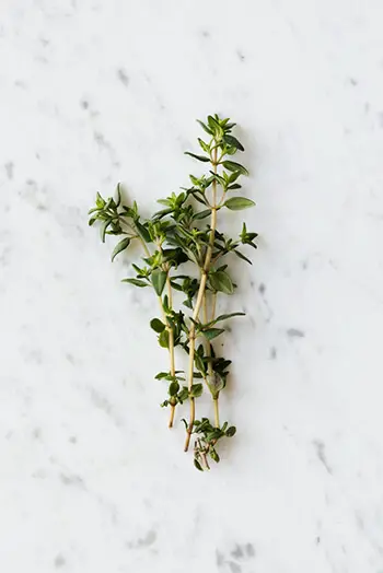 Thyme for supporting respiratory system