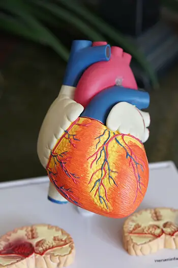 can help boost cardiac health