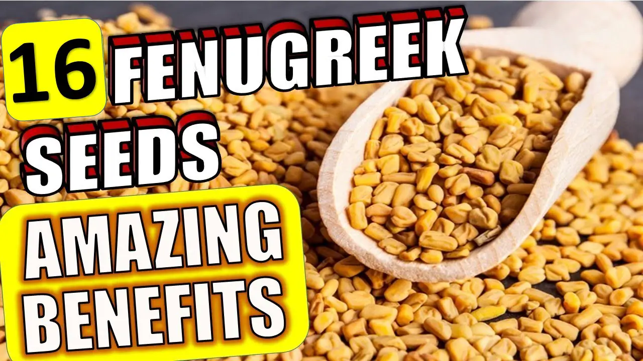 16 Impressive FENUGREEK SEEDS Health Benefits & Uses of Oil, Tea