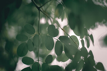 moringa leaves