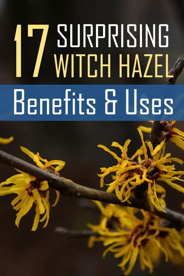 surprising witch hazel benefits and uses