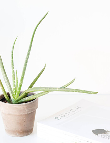 aloe vera plant