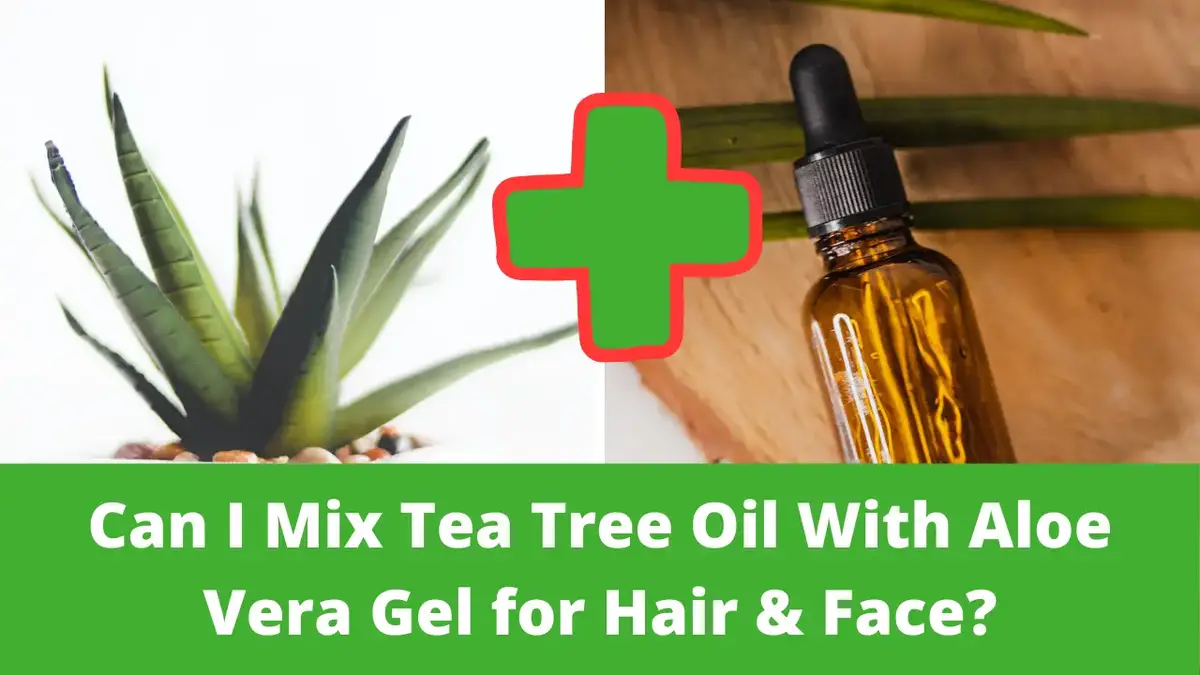 Can I Mix Tea Tree Oil With Aloe Vera Gel for Hair & Face? - Epic Natural Health Can I Mix Tea Tree Oil With Aloe Vera Gel for Hair & Face? - Epic Natural Health