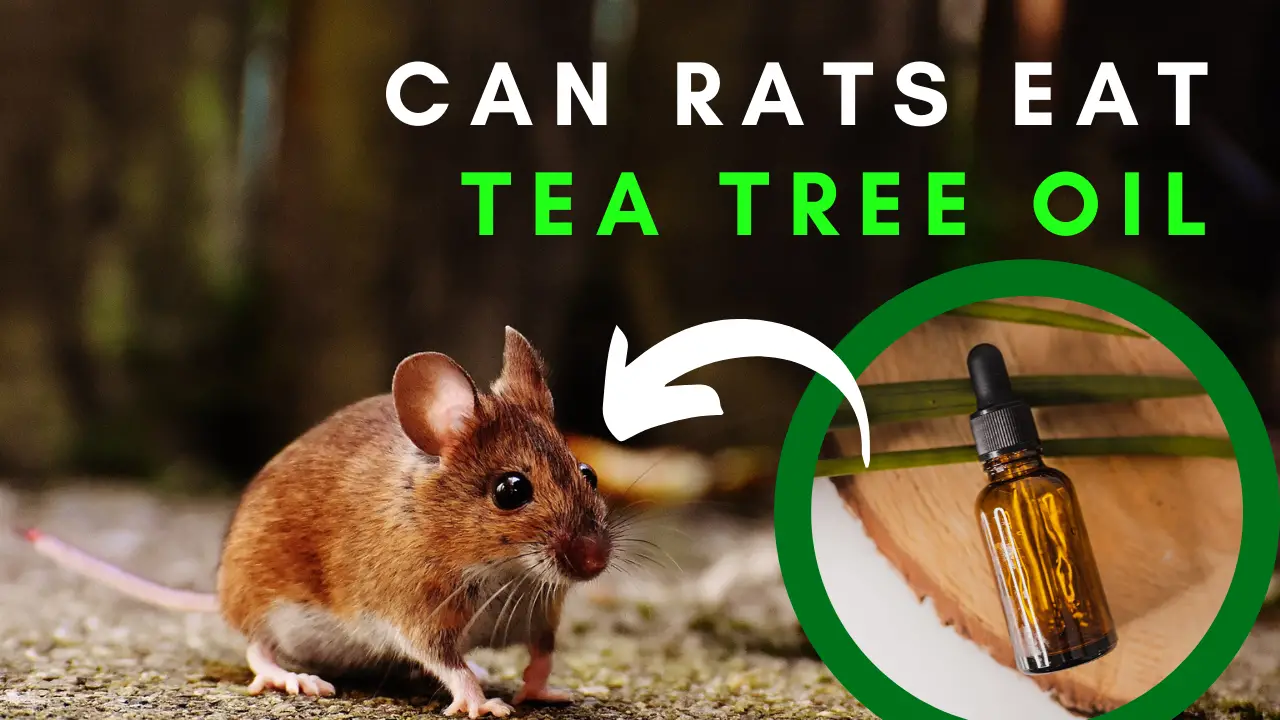 Can Rats Eat Tea Tree Oil Epic Natural Health