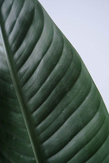 leaf