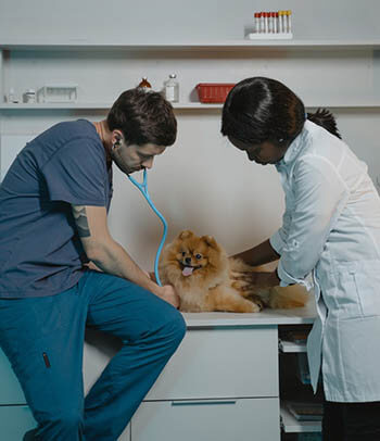 veterinarians checking up a dog