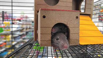 rat in a cage