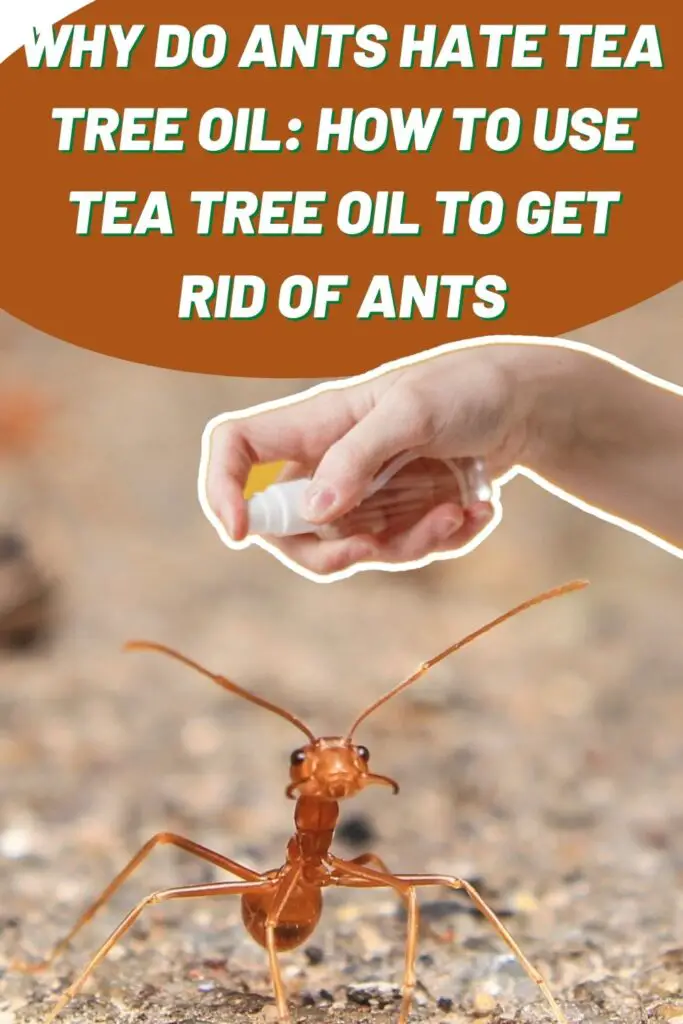 Why Do Ants Hate Tea Tree Oil How To Use Tea Tree Oil To Get Rid of