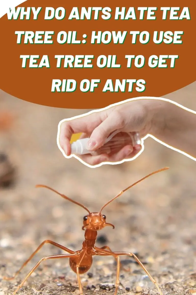 Why Do Ants Hate Tea Tree Oil: How To Use Tea Tree Oil To Get Rid of Ants