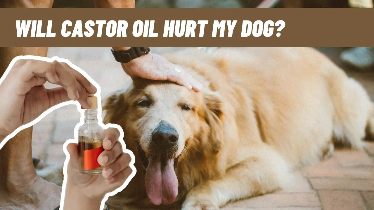 will castor oil hurt my dog