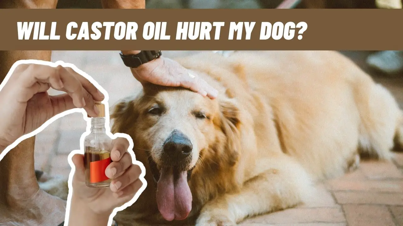 Will Castor Oil Hurt My Dog? Epic Natural Health