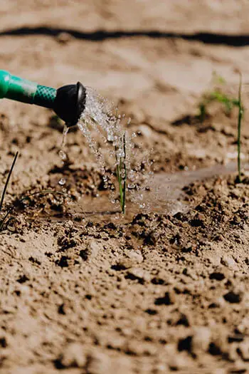 watering plants