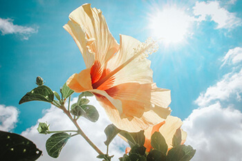 hibiscus flower