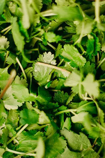 cilantro