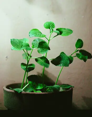 oregano plant