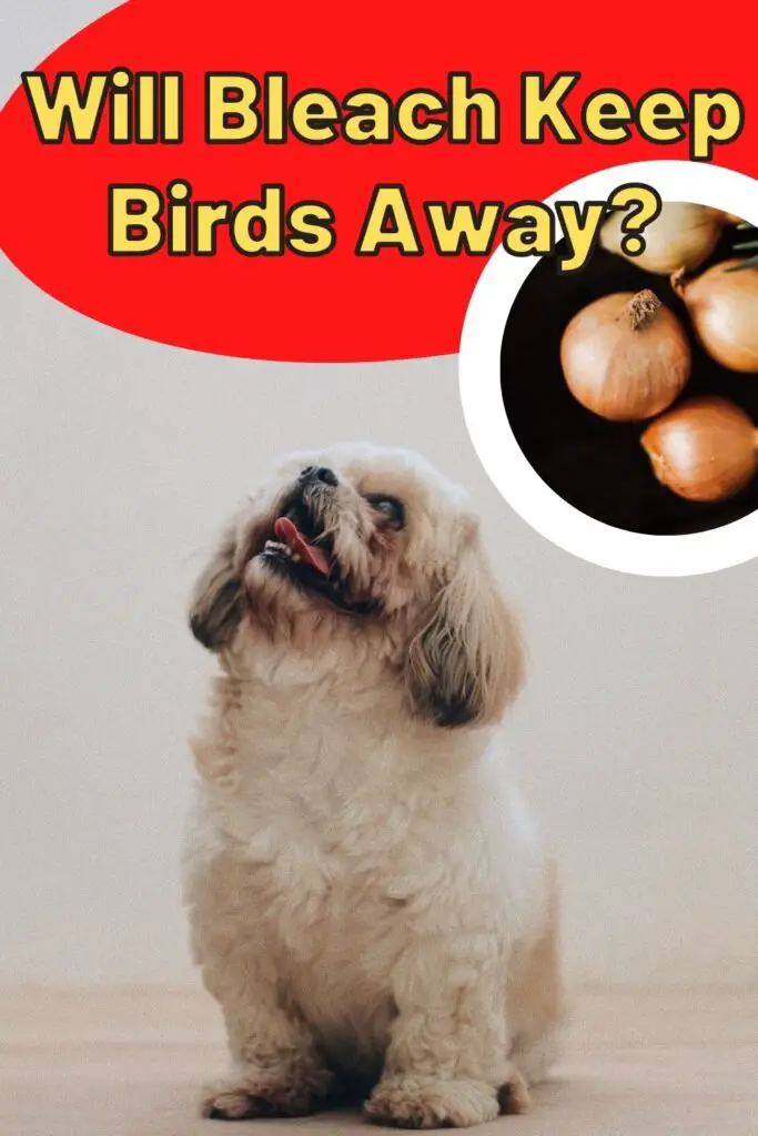 Will Onion Powder Hurt Dogs Epic Natural Health