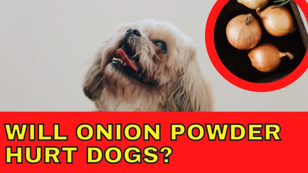 Are Onion Flakes Bad For Dogs