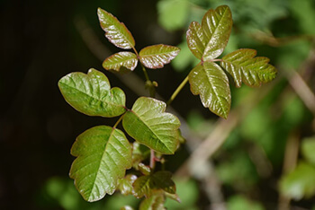 poisonous plant