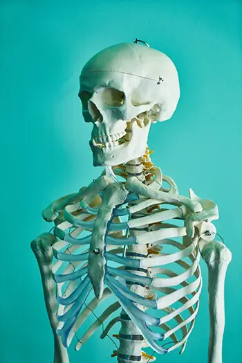 skeleton