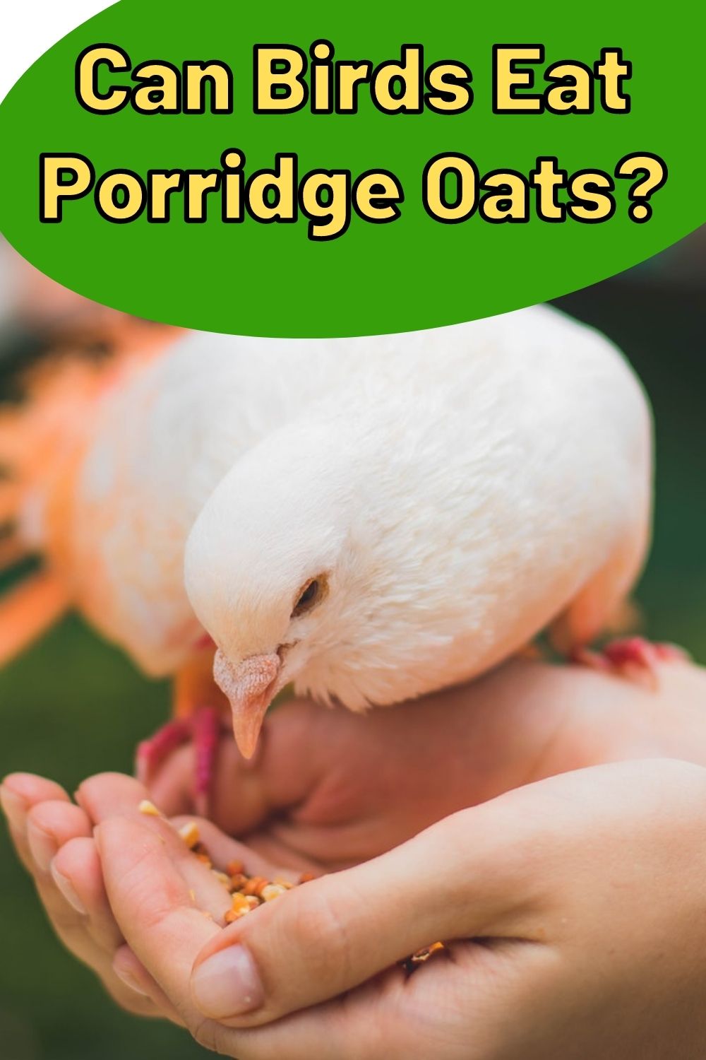 Can Birds Eat Porridge Oats? PIN
