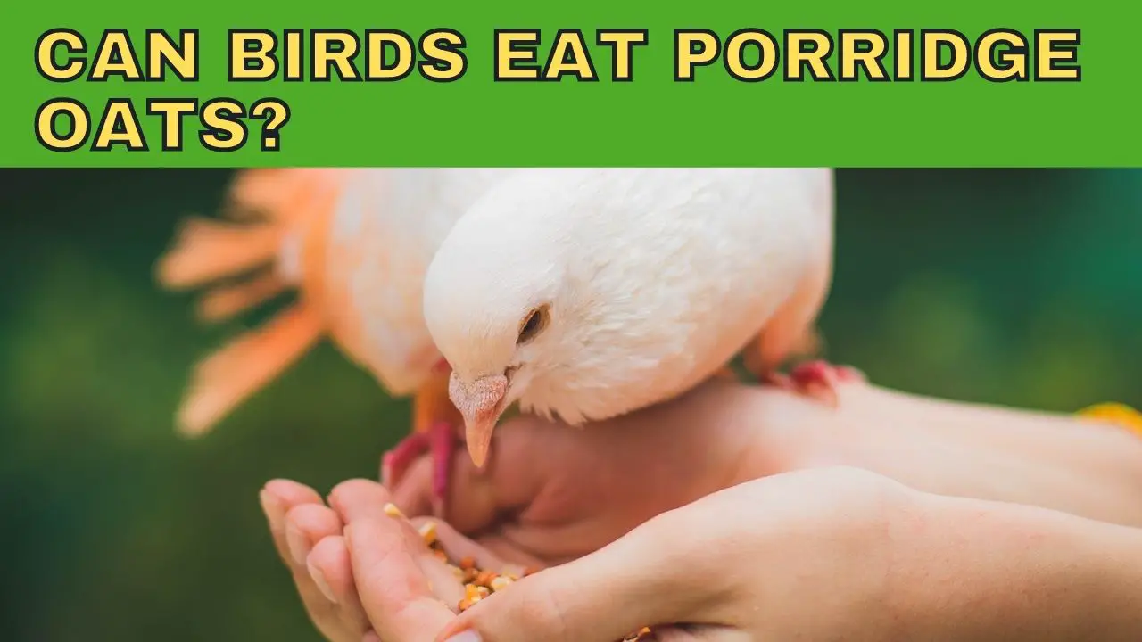 Can Birds Eat Porridge Oats?