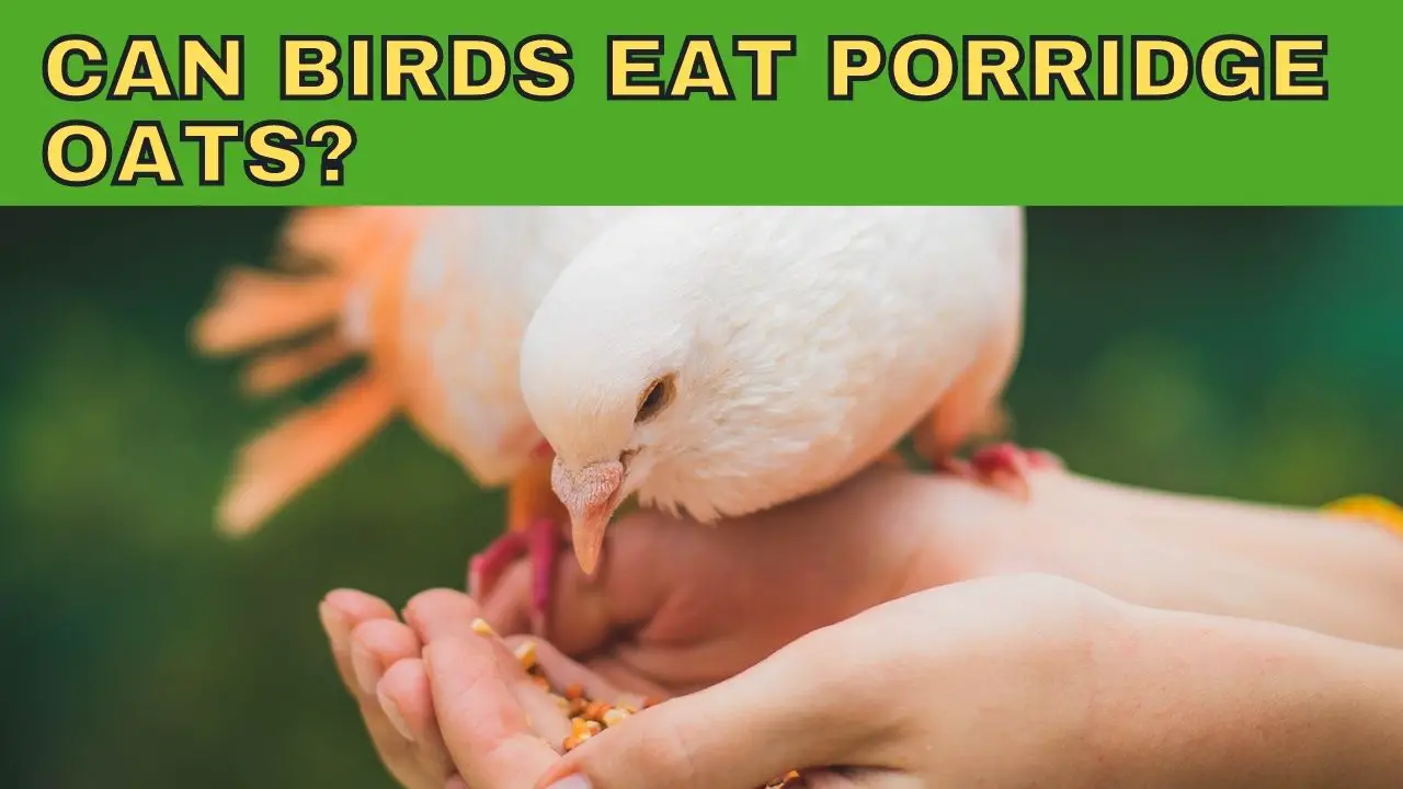 Can Birds Eat Porridge Oats? Epic Natural Health