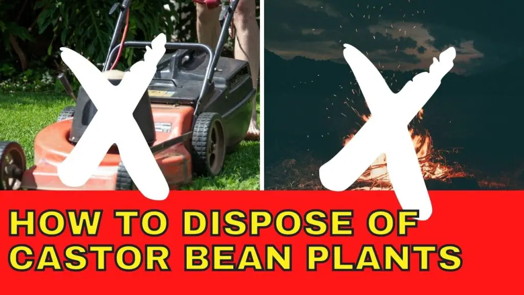 how to dispose of castor bean plants