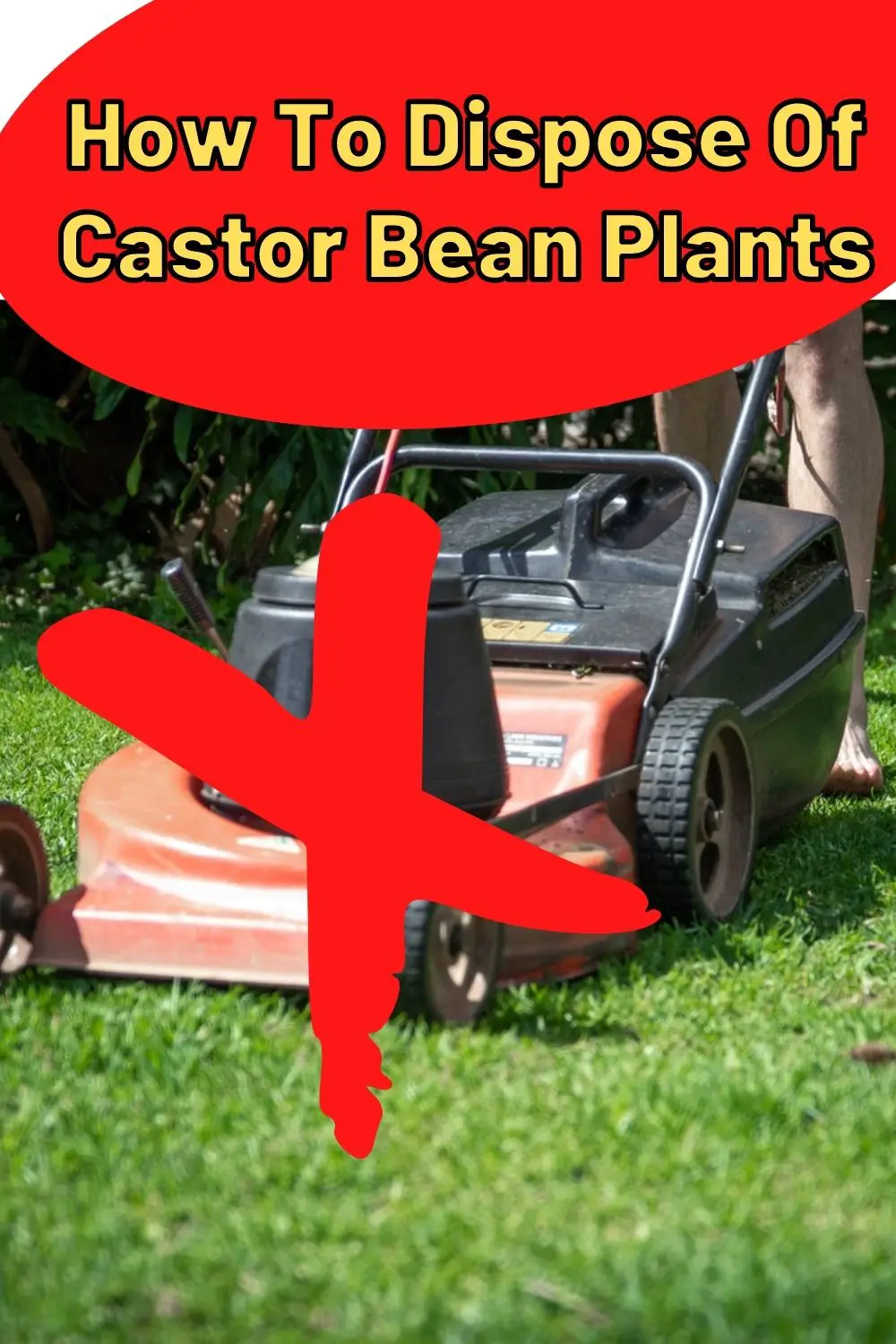 how to dispose of castor bean plants