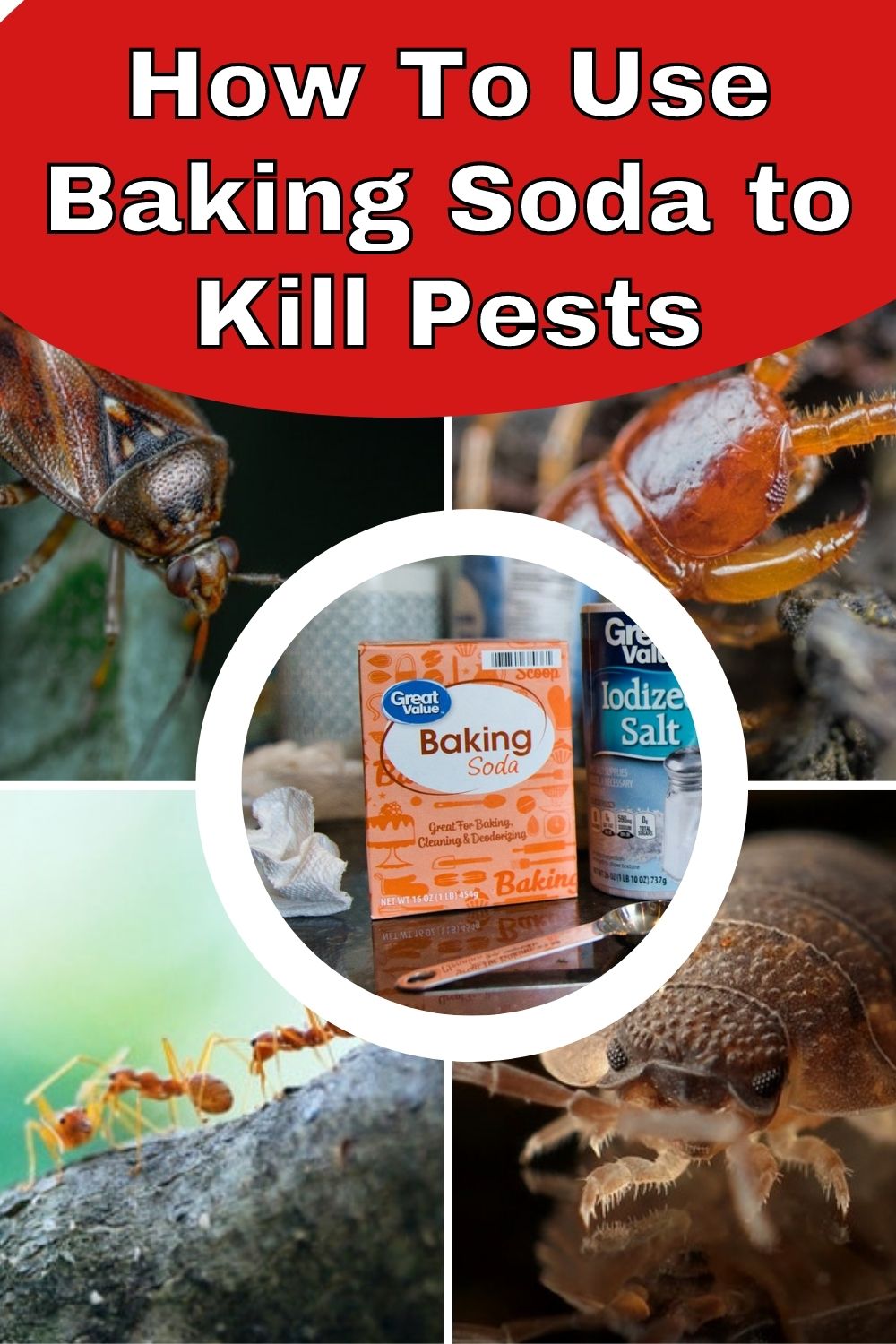 How To Use Baking Soda to Kill Pests PIN