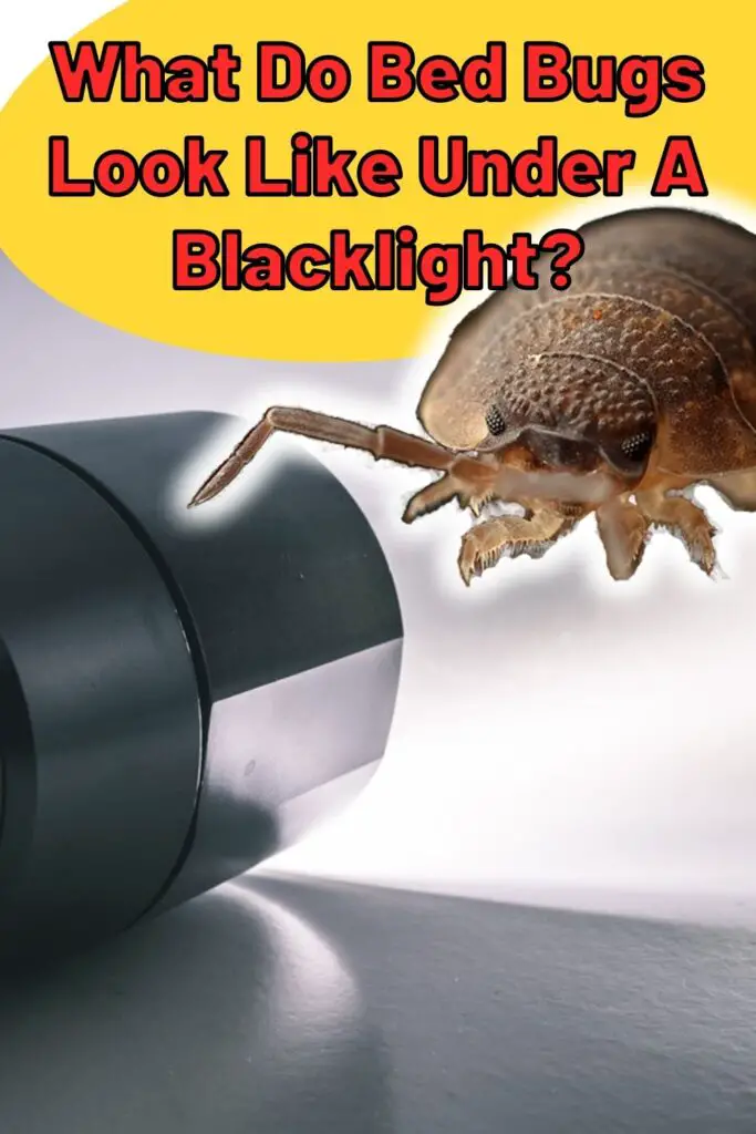 What Do Bed Bugs Look Like Under A Blacklight? - Epic Natural Health