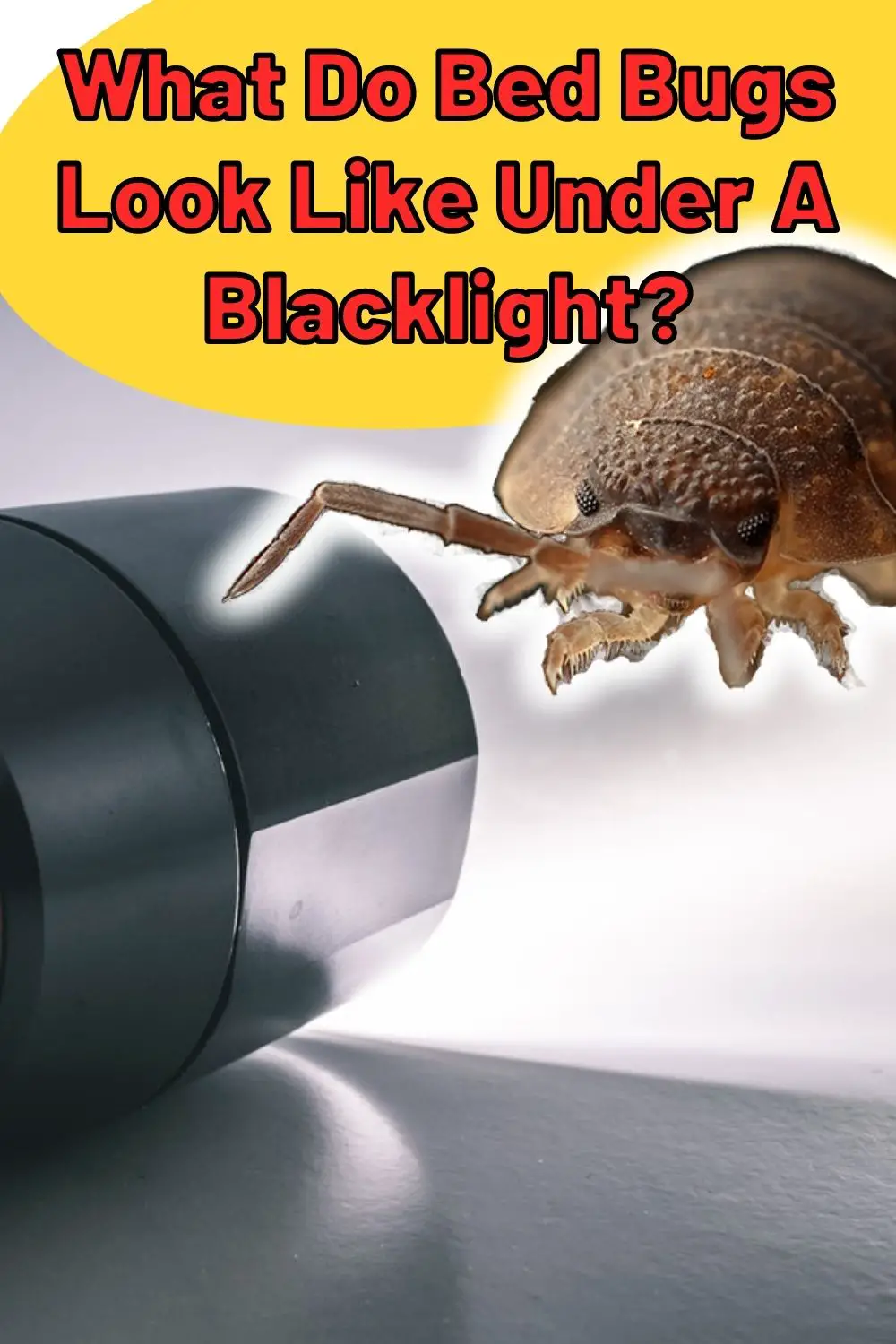 What Do Bed Bugs Look Like Under A Blacklight? PIN