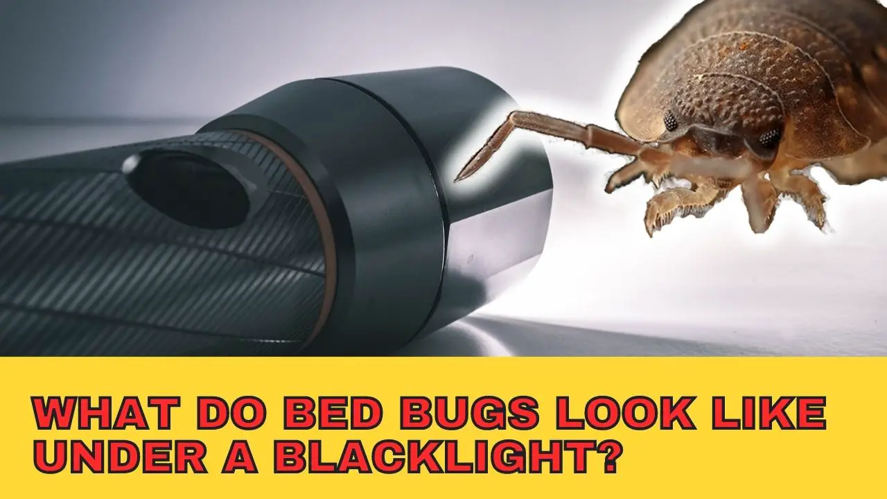 What Do Bed Bugs Look Like Under A Blacklight?